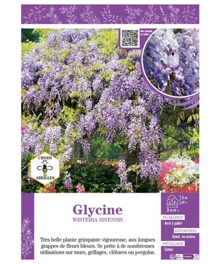 WISTERIA SINENSIS voir GLYCINE (bleu)