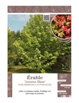 ACER FREEMANII X 'AUTUMN BLAZE' voir ÉRABLE