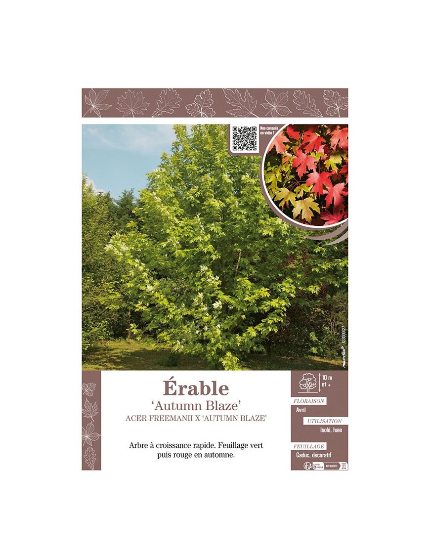 ACER FREEMANII X 'AUTUMN BLAZE' voir ÉRABLE