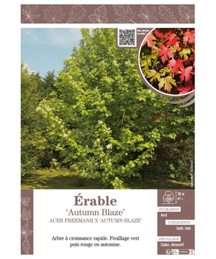 ACER FREEMANII X 'AUTUMN BLAZE' voir ÉRABLE
