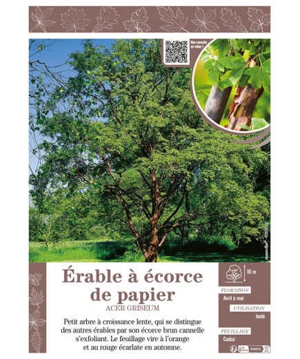 ACER GRISEUM voir ÉRABLE À ÉCORCE DE PAPIER