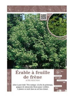 ACER NEGUNDO voir ÉRABLE À FEUILLE DE FRÈNE
