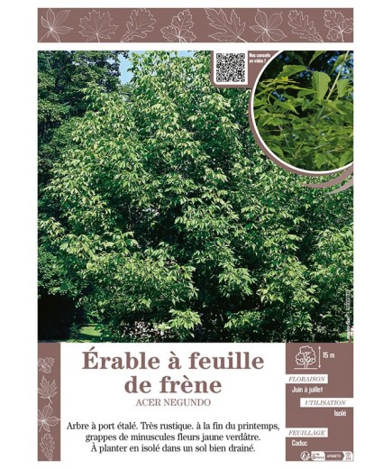 ACER NEGUNDO voir ÉRABLE À FEUILLE DE FRÈNE