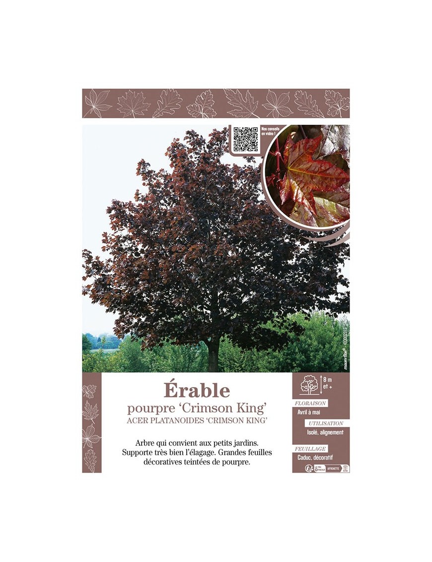 ACER PLATANOIDES CRIMSON KING voir ÉRABLE POURPRE
