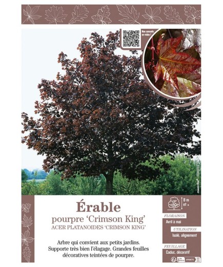 ACER PLATANOIDES CRIMSON KING voir ÉRABLE POURPRE