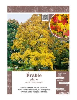 ACER PLATANOIDES voir ÉRABLE PLANE