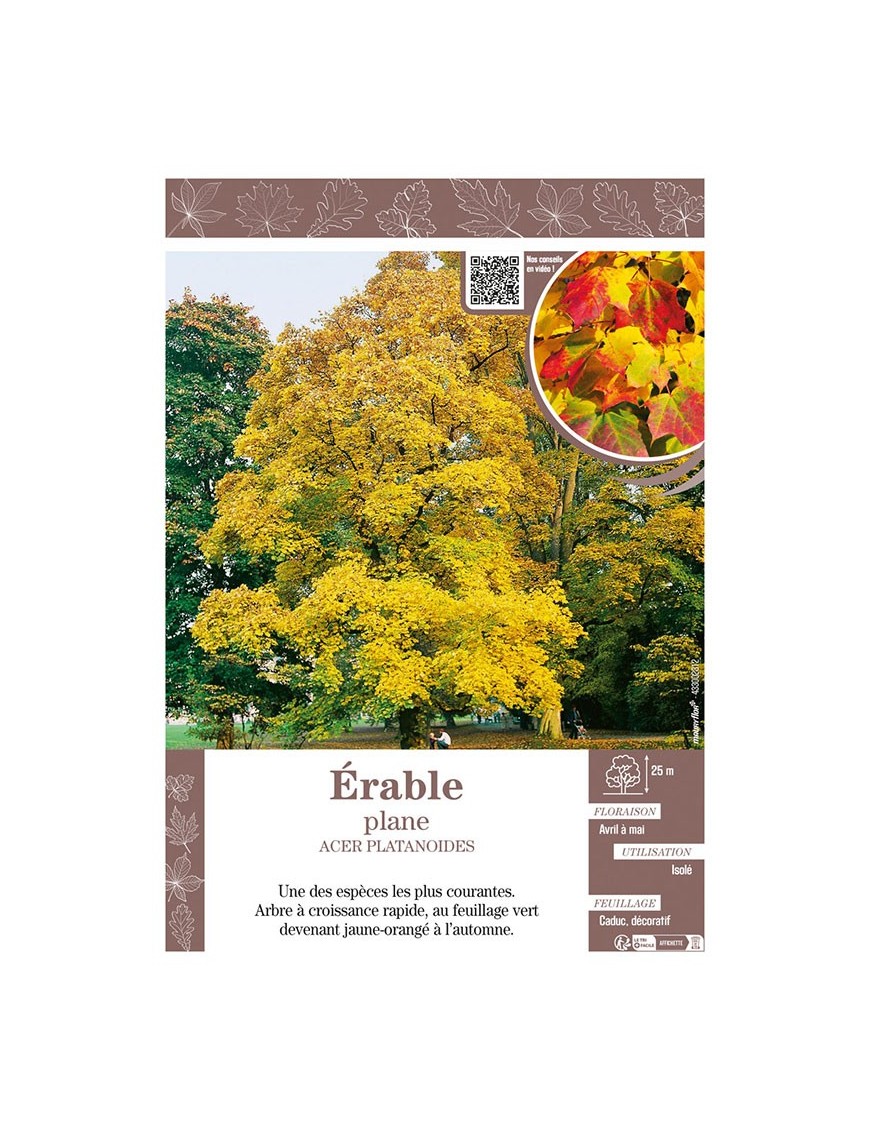 ACER PLATANOIDES voir ÉRABLE PLANE