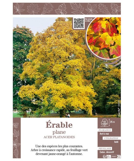 ACER PLATANOIDES voir ÉRABLE PLANE
