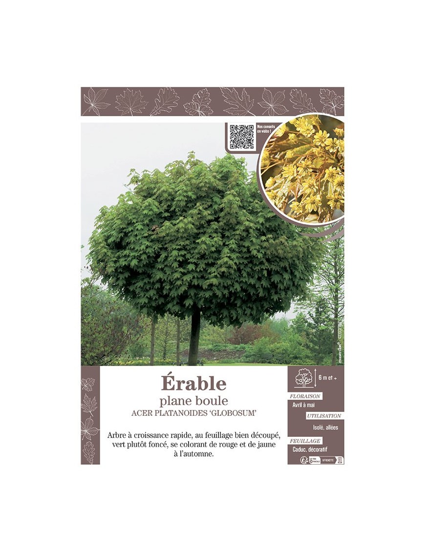 ACER PLATANOIDES 'GLOBOSUM' voir ÉRABLE PLANE BOULE