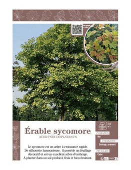 ACER PSEUDOPLATANUS voir ÉRABLE SYCOMORE