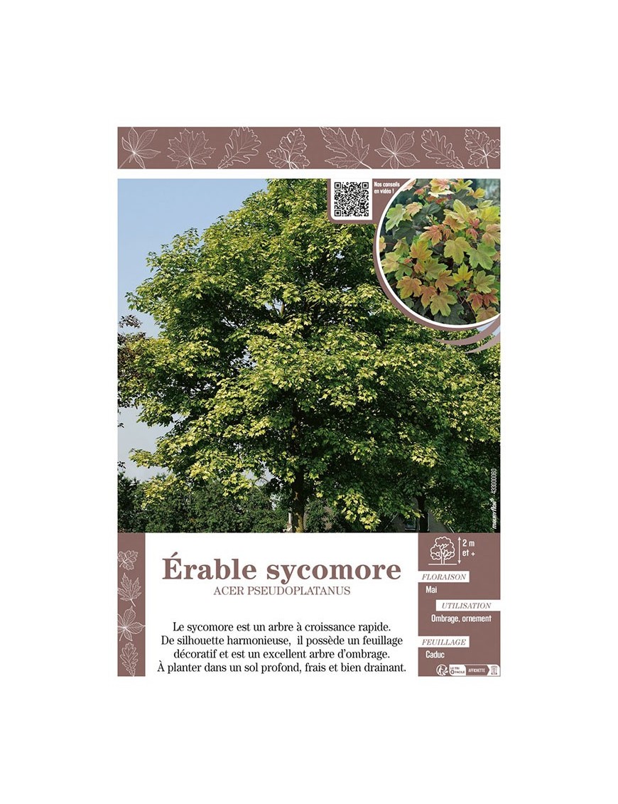 ACER PSEUDOPLATANUS voir ÉRABLE SYCOMORE