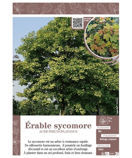 ACER PSEUDOPLATANUS voir ÉRABLE SYCOMORE