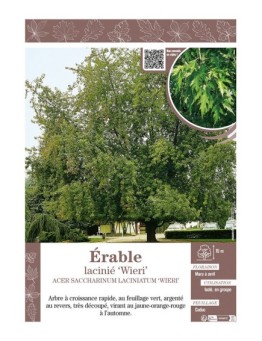 ACER SACCHARINUM LACINIATUM WIERI voir ÉRABLE lacinié