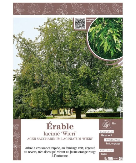 ACER SACCHARINUM LACINIATUM WIERI voir ÉRABLE lacinié
