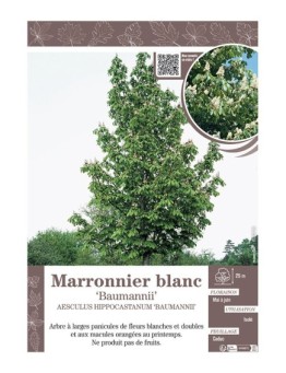 AESCULUS HIPPOCASTANUM 'BAUMANNII' voir MARRONNIER BLANC