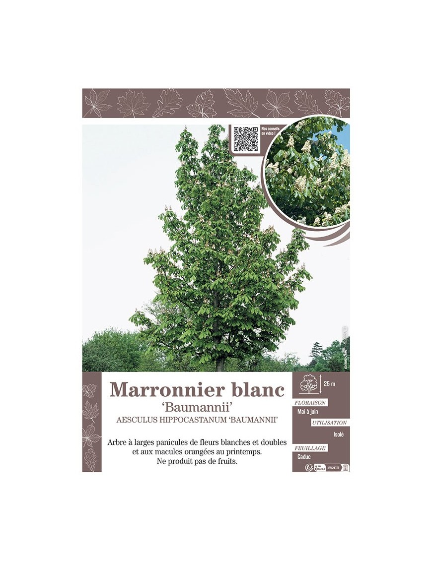 AESCULUS HIPPOCASTANUM 'BAUMANNII' voir MARRONNIER BLANC