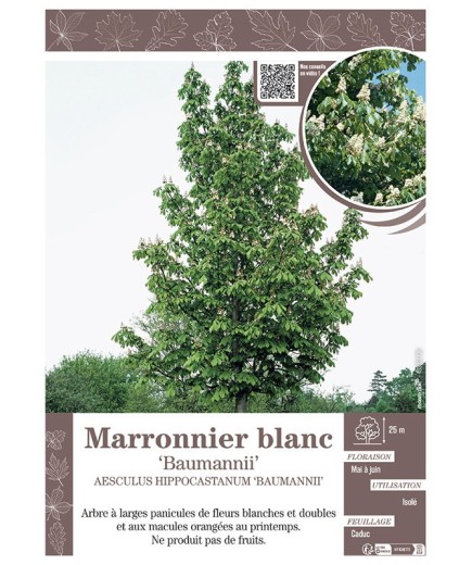AESCULUS HIPPOCASTANUM 'BAUMANNII' voir MARRONNIER BLANC