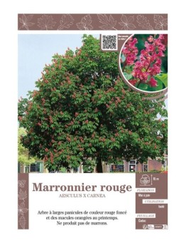 AESCULUS X CARNEA voir MARRONNIER ROUGE