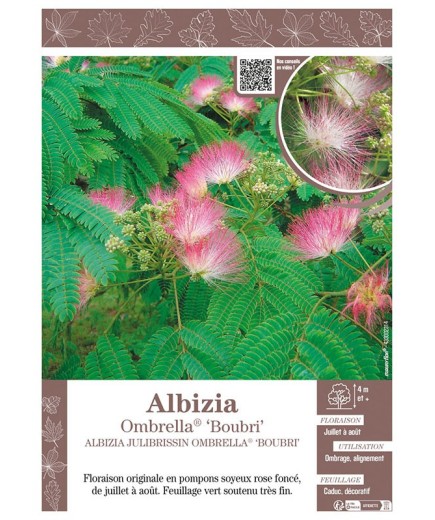 ALBIZIA JULIBRISSIN OMBRELLA® BOUBRI (Arbre de Soie)