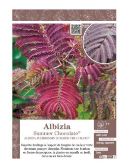 ALBIZIA JULIBRISSIN SUMMER CHOCOLATE® (Arbre de Soie)