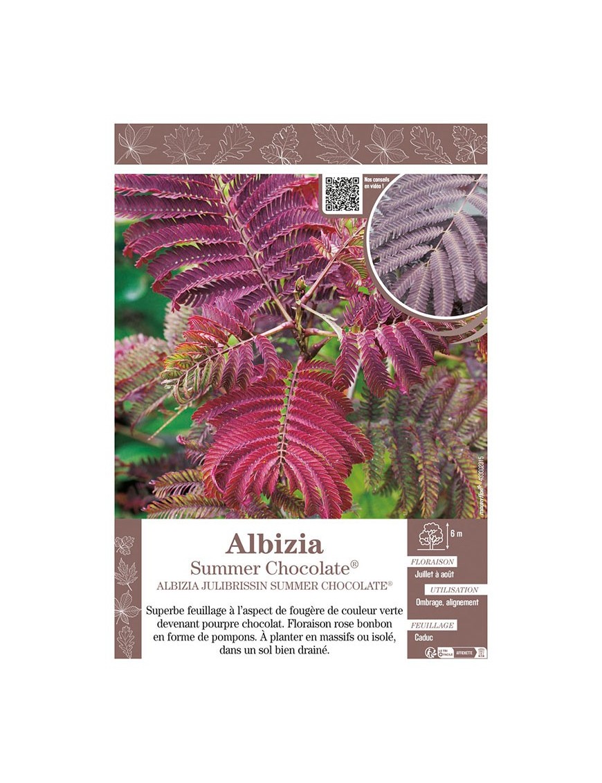 ALBIZIA JULIBRISSIN SUMMER CHOCOLATE® (Arbre de Soie)