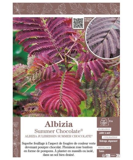 ALBIZIA JULIBRISSIN SUMMER CHOCOLATE® (Arbre de Soie)