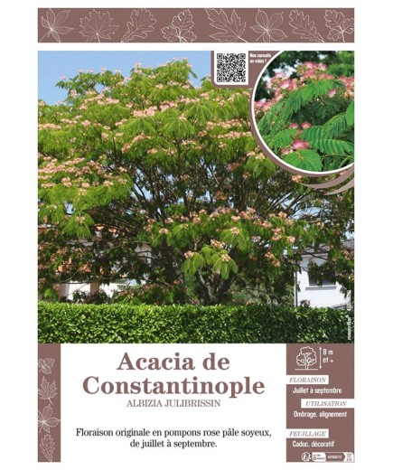 ALBIZIA JULIBRISSIN voir ACACIA DE CONSTANTINOPLE