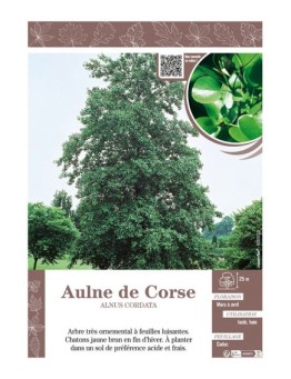 ALNUS CORDATA voir AULNE DE CORSE