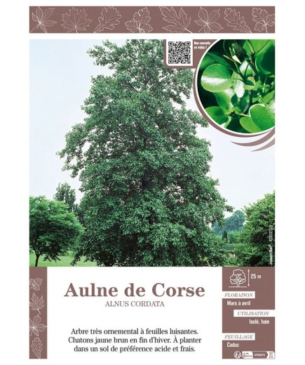 ALNUS CORDATA voir AULNE DE CORSE