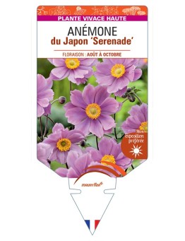 ANEMONE x hybrida Serenade voir Anémone du Japon