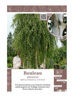 BETULA PENDULA YOUNGII voir BOULEAU PLEUREUR