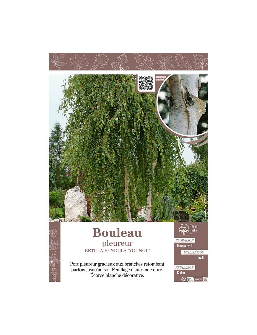 BETULA PENDULA YOUNGII voir BOULEAU PLEUREUR