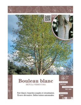 BETULA VERRUCOSA voir BOULEAU BLANC