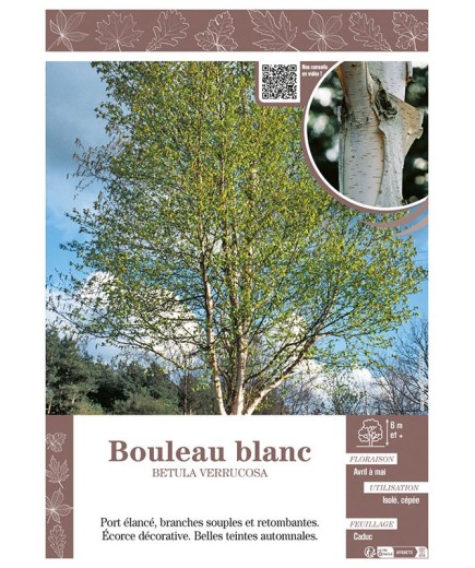 BETULA VERRUCOSA voir BOULEAU BLANC