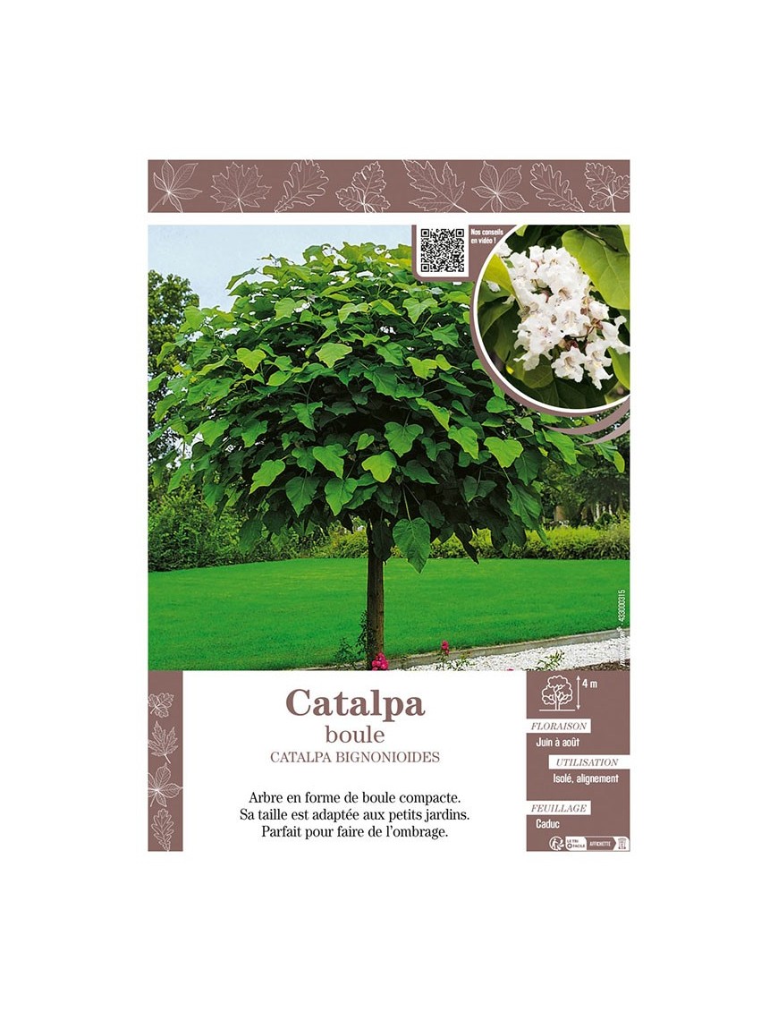 CATALPA BIGNONIOIDES voir CATALPA BOULE