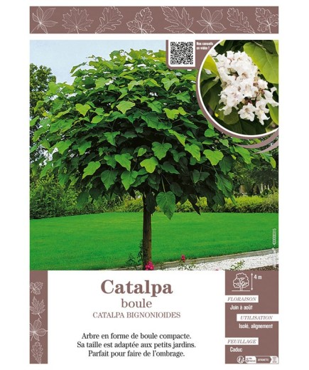 CATALPA BIGNONIOIDES voir CATALPA BOULE