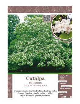 CATALPA BIGNONIOIDES voir CATALPA COMMUN