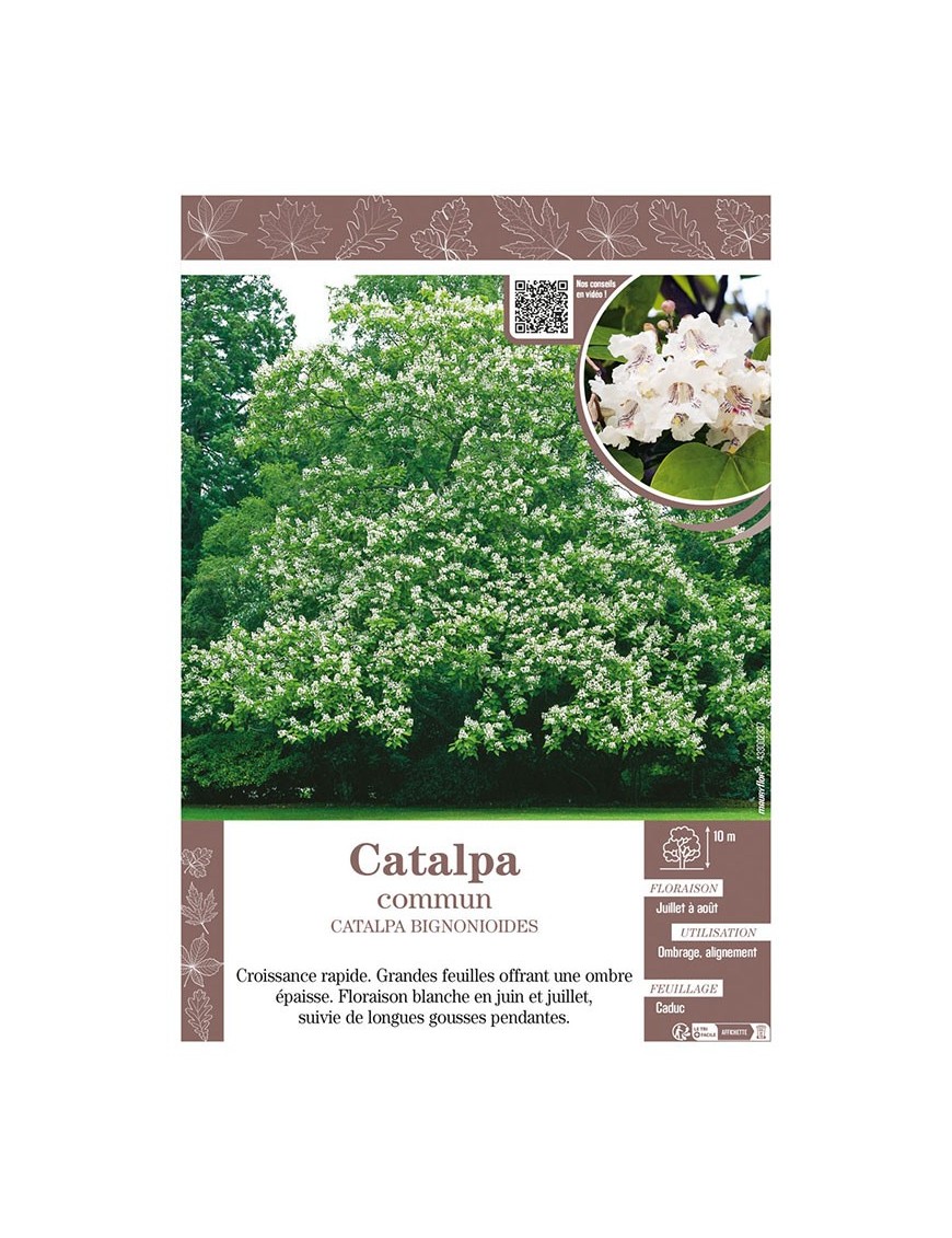 CATALPA BIGNONIOIDES voir CATALPA COMMUN