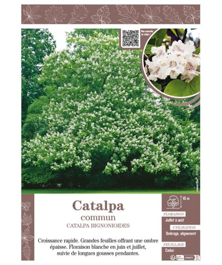CATALPA BIGNONIOIDES voir CATALPA COMMUN