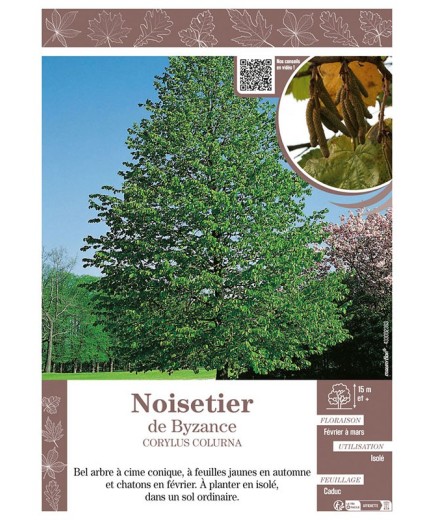 CORYLUS COLURNA voir NOISETIER DE BYZANCE