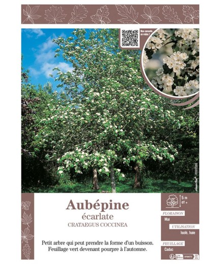 CRATAEGUS COCCINEA voir AUBÉPINE ÉCARLATE