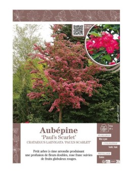 CRATAEGUS LAEVIGATA PAUL'S SCARLET voir AUBÉPINE