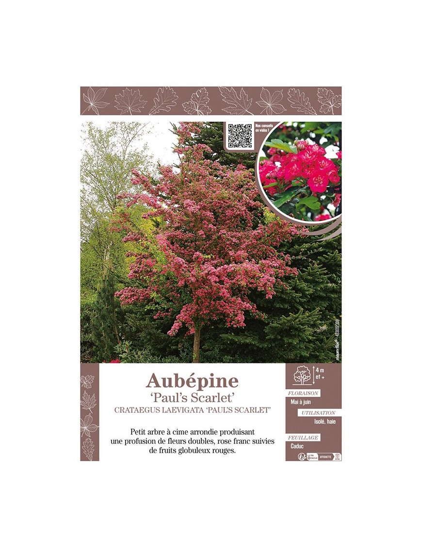 CRATAEGUS LAEVIGATA PAUL'S SCARLET voir AUBÉPINE