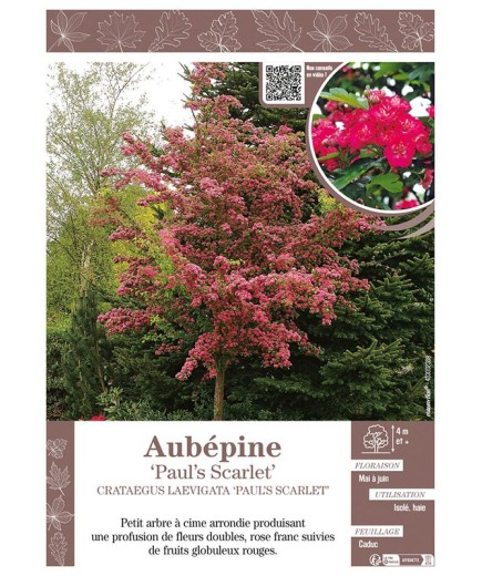 CRATAEGUS LAEVIGATA PAUL'S SCARLET voir AUBÉPINE
