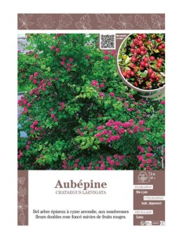 CRATAEGUS LAEVIGATA voir AUBÉPINE