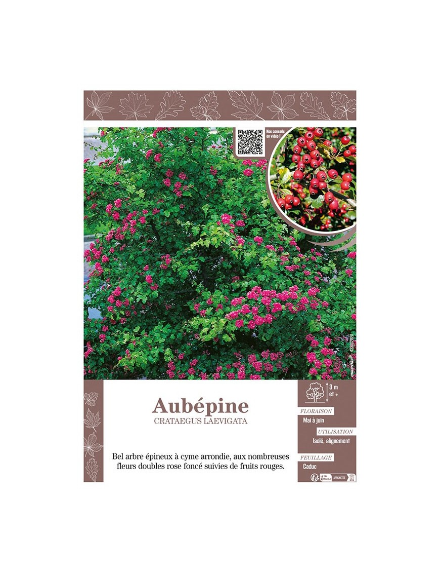 CRATAEGUS LAEVIGATA voir AUBÉPINE