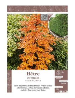 FAGUS SYLVATICA voir HÊTRE COMMUN