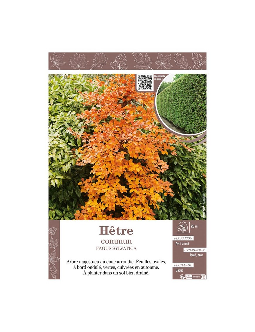 FAGUS SYLVATICA voir HÊTRE COMMUN