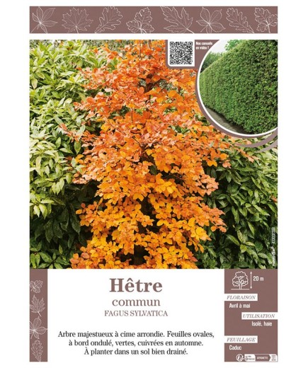 FAGUS SYLVATICA voir HÊTRE COMMUN