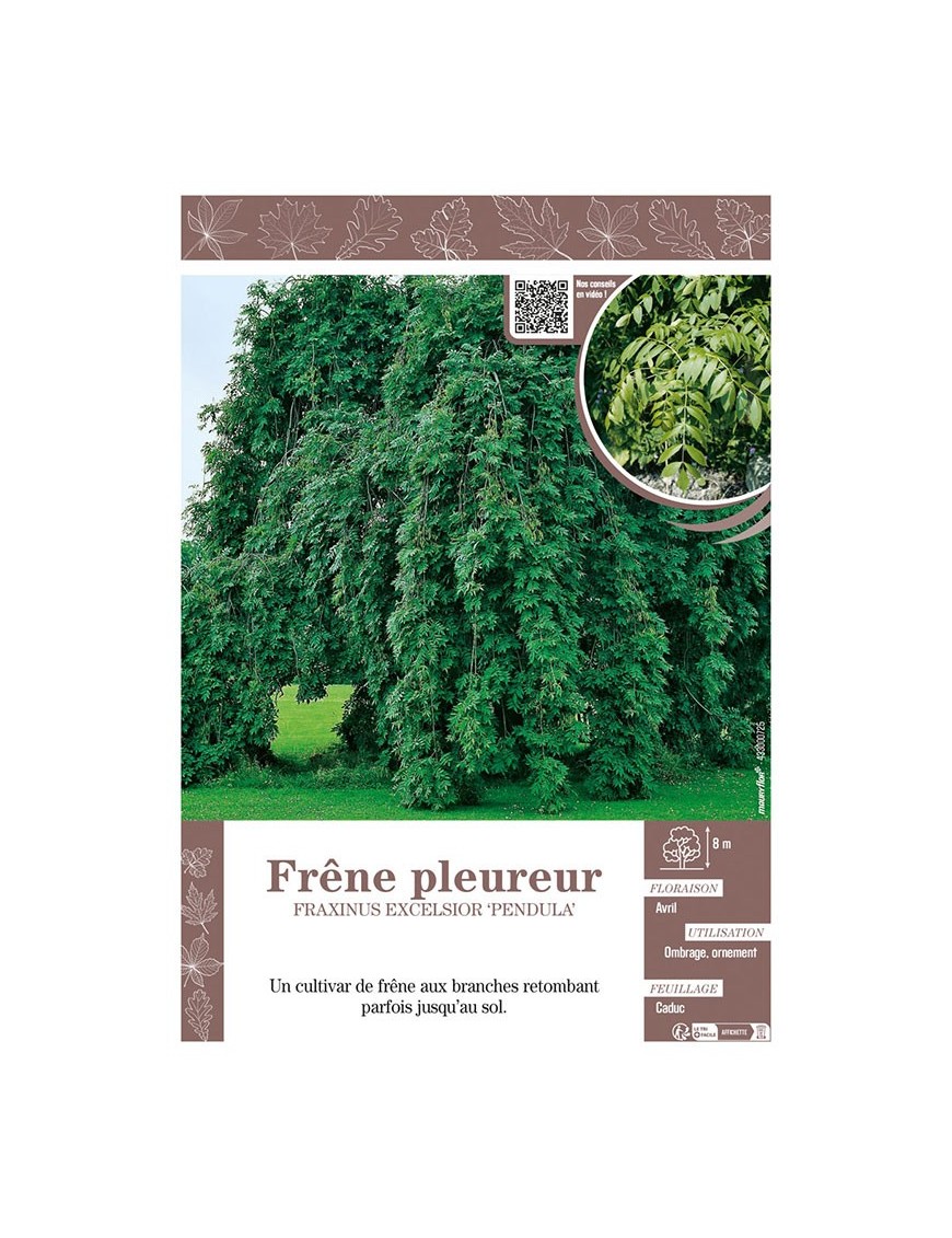 FRAXINUS EXCELSIOR PENDULA voir FRÊNE PLEUREUR